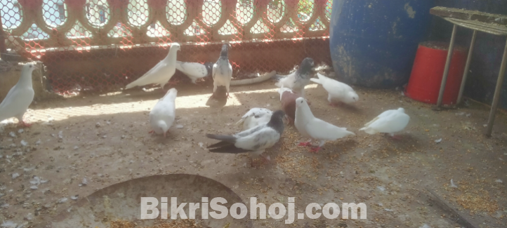 কবুতর বিভিন্ন ধরনের /Pigeon different colors